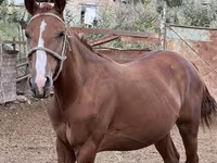 Էգ ձի, Friesian sport horse — լուսանկար 2