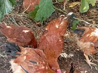 Chickens — լուսանկար 5