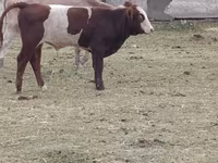 Bull, Auliekol breed — photo 6