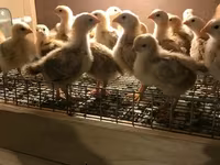 Chickens — Foto 3