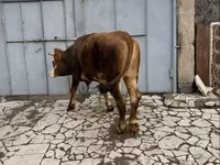 Kuh, Simmental cattle — Foto 1