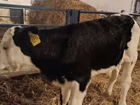 Ցուլ, Simmental cattle — լուսանկար 3