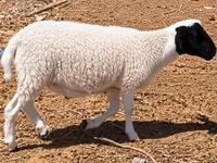 Խոյ, Dorper sheep — լուսանկար 2