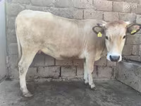 母牛, Cattle — 照片 3