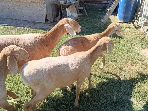 Schaf, Arashan sheep