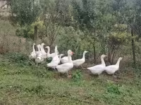Geese — photo 1