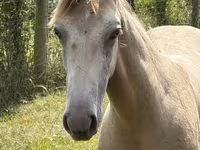 Horse (M), Kentucky mountain daddle horse — photo 4