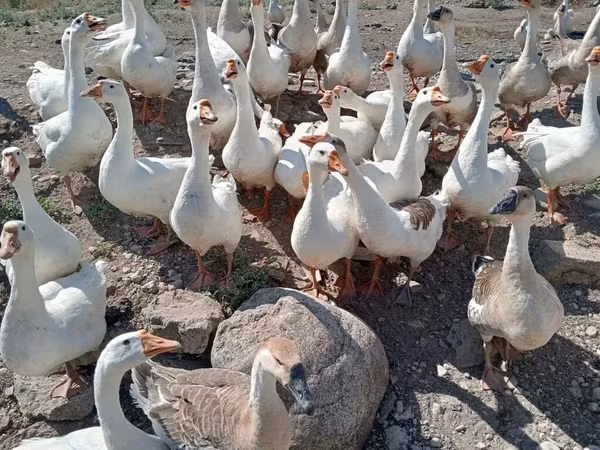 Լինդա