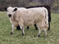 Kuh, Galloway-Rind — Foto 6