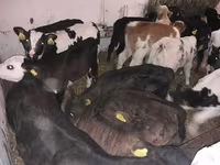 Ցուլ, Simmental cattle — լուսանկար 3