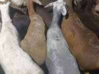 Қошқар, Kazakh fat-tailed coarsewool sheep — 2-сурет