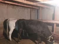 Cow, Auliekol breed — photo 3