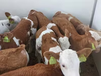सांड, Simmental cattle — फ़ोटो 3