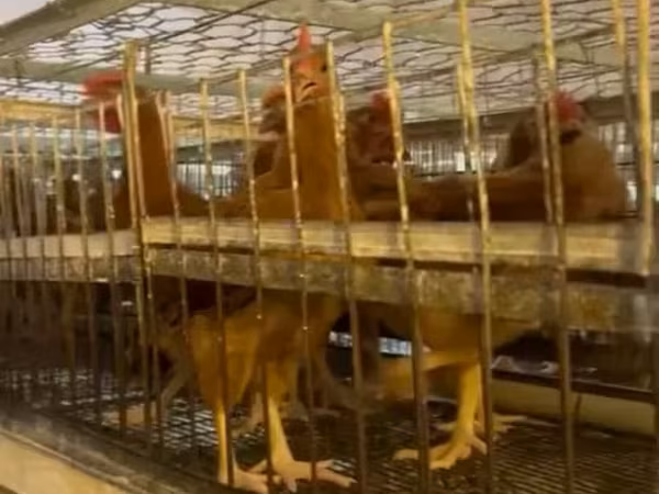 Chickens — Armenia