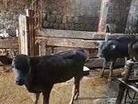 ثور, الماشية — الصورة 2