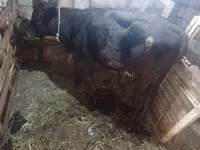 Сиыр, Simmental cattle — 5-сурет