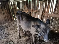 सांड, Swiss cattle — फ़ोटो 4