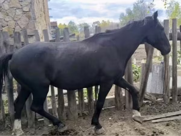Ձի, Kyrgyz Horse