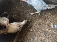 Chickens — Foto 3