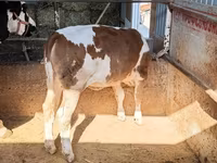Ցուլ, Simmental cattle — լուսանկար 2