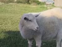 Էգ այծ, Russian White goat — լուսանկար 2