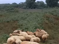 Sheep (batch, sex not specified), Sheep — photo 3