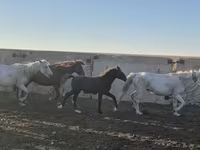 Horse (M), Kazakh horse — photo 1