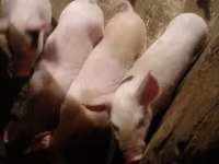 Sow, Pigs — photo 1