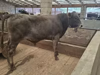 Bull, Aberdeen-Angus — photo 3