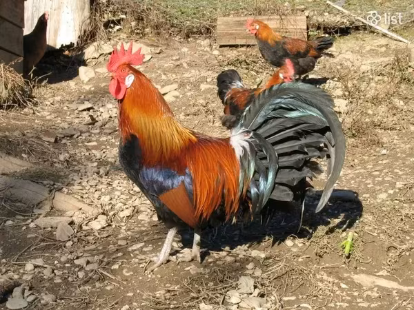 Chickens — Armenia