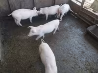 नर सूअर, सूअर — फ़ोटो 1