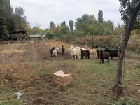 عنزة, Alpine goat — الصورة 3