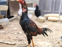 ياباني بانتام — الصورة 1