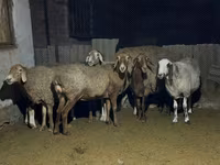 Schaf, Arashan sheep — Foto 6