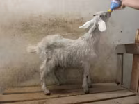 Արու այծ, Nubian Goat — լուսանկար 2