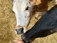 Bulle, Zebu — Foto 2
