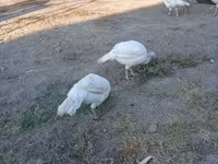 Turkeys — photo 1
