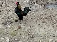 Japanisches Bantam — Foto 3