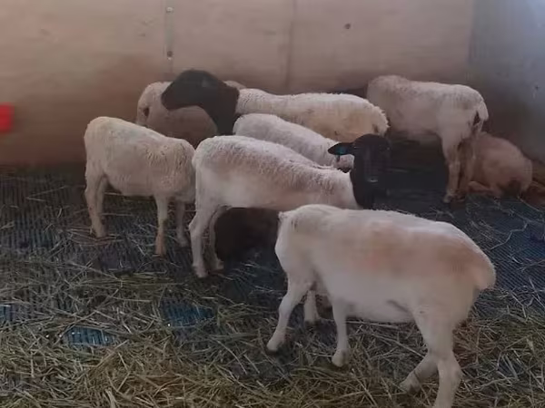 Խոյ, Dorper sheep