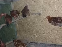 Chickens — الصورة 2