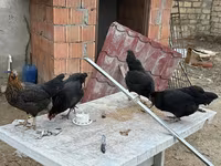 Chickens — Foto 5