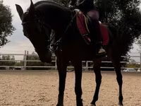 Mare, Friesian sport horse — photo 3