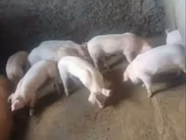 Sow, Pigs — Armenia