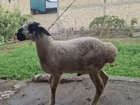 Խոյ, Blackheaded Persian sheep — լուսանկար 1