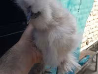 Chickens — լուսանկար 7