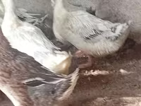 Ducks — լուսանկար 1