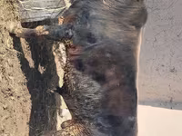 Ցուլ, Խոշոր եղջերավոր — լուսանկար 3