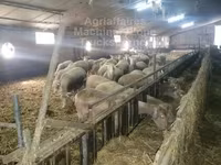 भेड़, Ile-de-France sheep — फ़ोटो 2