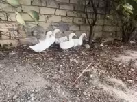Ducks — 照片 2