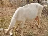 Էգ այծ, Saanen goat — լուսանկար 1